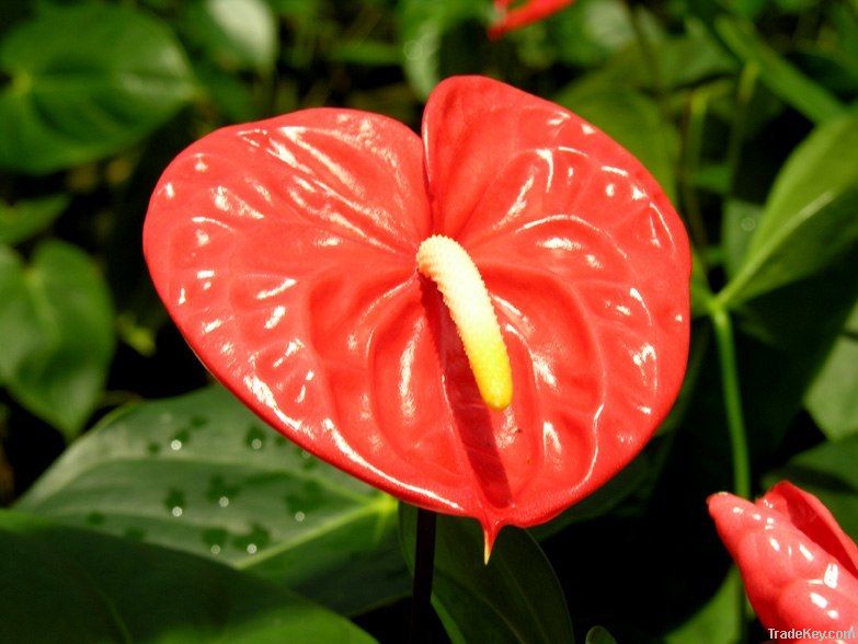 Anthurium Fresh Cut Flowers