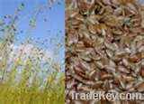 Flaxseed Hull Extract 10%~50% Flax Lignans SDG