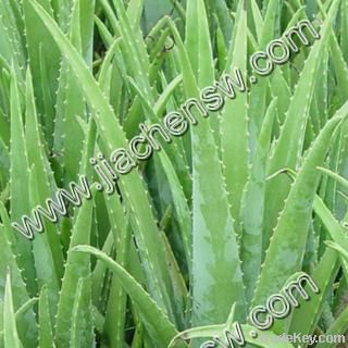 Aloe Vera Extract