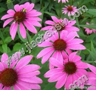 Echinacea Extract