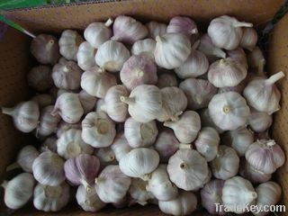 fresh garlic