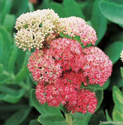 Rhodiola Root extract