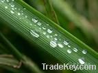 Oat Grass Extract/Avena sativa Extract