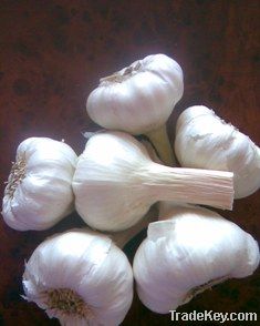 Fresh Egyptian Garlic