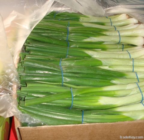 Fresh Egyptian Spring Onion