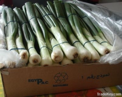 Fresh Egyptian Spring Onion