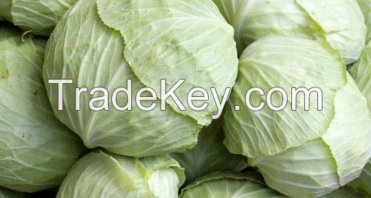 White cabbage