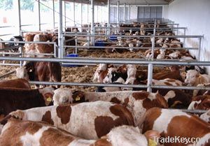 Cattle for slaughter Simmental Feeder Cattle