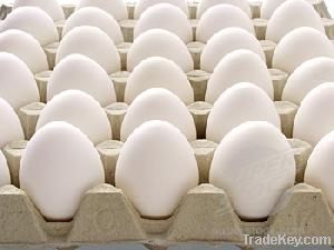 White Farm Fresh Jumbo Eggs For Sale