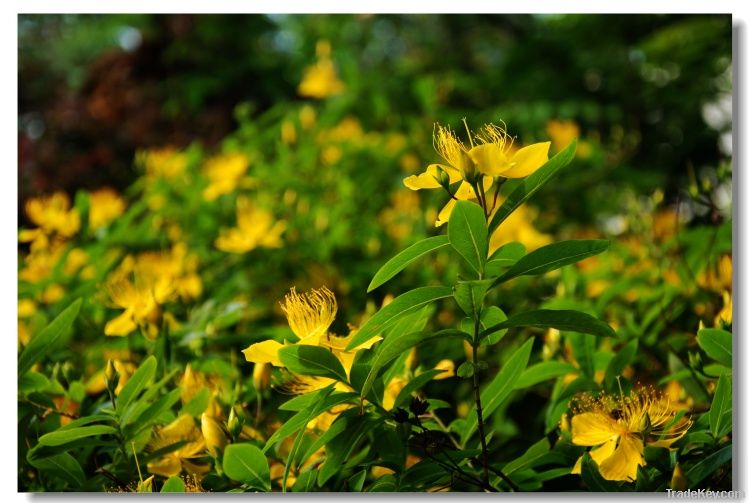 St.John's wort Extract