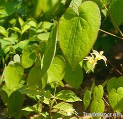 Shorthorned Epimedium extract