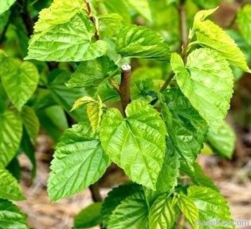 Mulberry leaf extract