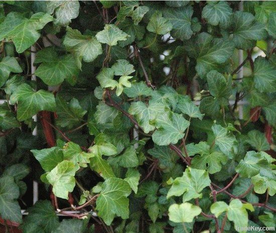 Ivy extract