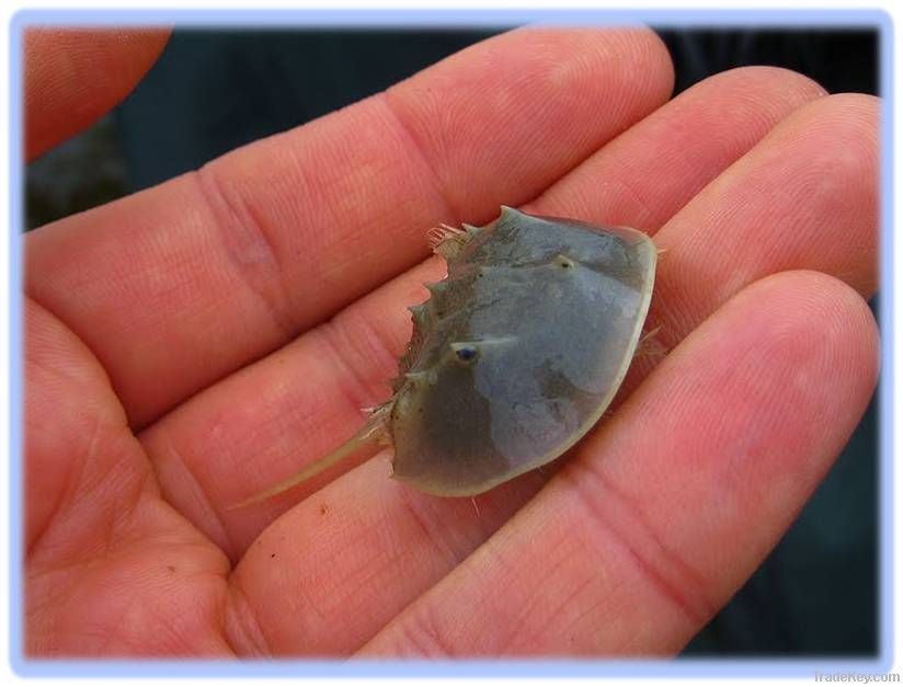 Live Baby Horseshoe Crab