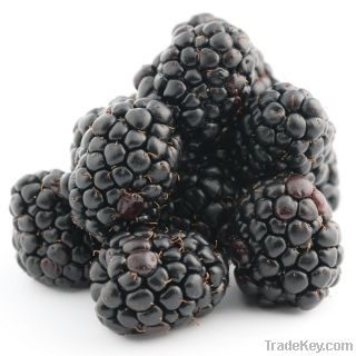 Black Berry Seed
