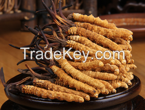 Cordyceps Sinensis 