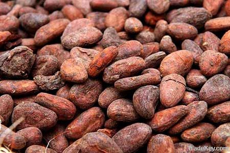 Forasteroâ cocoa beans