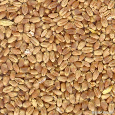 Wheat | Wheat exporter | Wheat distributor | Wheat wholesaler | Wheat supplier | Wheat importer |  Wheat |Wheat for sale | long grain Wheat exporter | buy Wheat online | Wheat for sale |  Wheat exporter | Wheat wholesaler | long grain Wheat buyer |  Wheat
