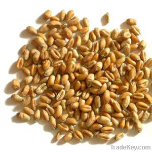 Wheat | Wheat exporter | Wheat distributor | Wheat wholesaler | Wheat supplier | Wheat importer |  Wheat |Wheat for sale | long grain Wheat exporter | buy Wheat online | Wheat for sale |  Wheat exporter | Wheat wholesaler | long grain Wheat buyer |  Wheat