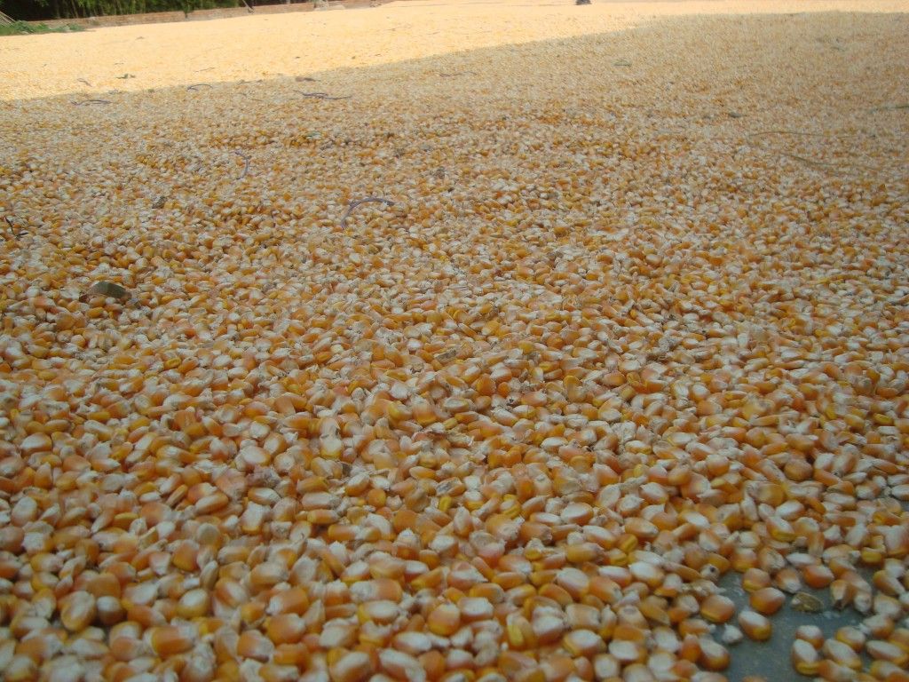 Maize | Maize Exporter | Corn Grain Seller | Maize Buyer | Bulk Maize Grain Importer | Corn bean Buyer | Corn bean Wholesaler | Corn Grain Manufacturer | Best Quality Corn Grain | Cheap Maize Supplier | Low Price Corn | Yellow Corn | White Cron | Baby Mai