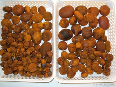 Cow bezoar - Ox Gallstones | Top Quality - Factory Price