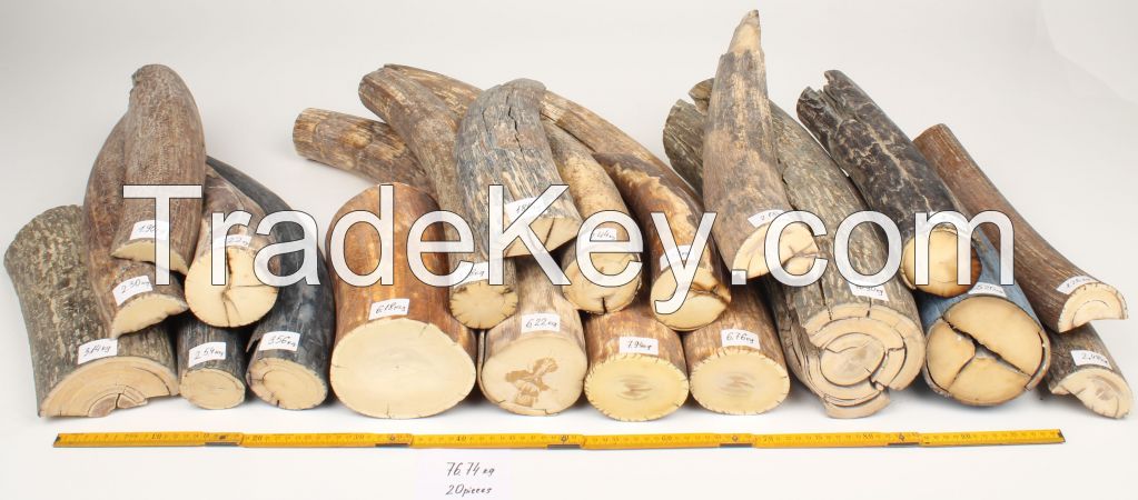 Mammoth ivory lot (Mammuthus primigenius) - sample lot