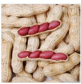 Peanut Kernels