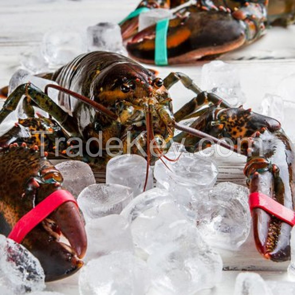 Frozen Lobster