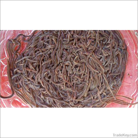 Krishi Surakha (Vermi Compost)