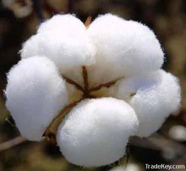 PAKISTANI RAW COTTON