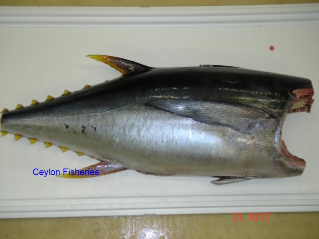 Tuna Fish