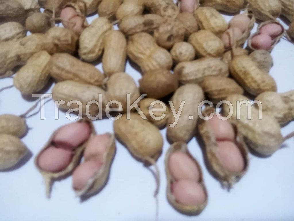 PEANUTS (Ground Nuts) SHELLED OR UNSHELLED FROM WEST AFRICA