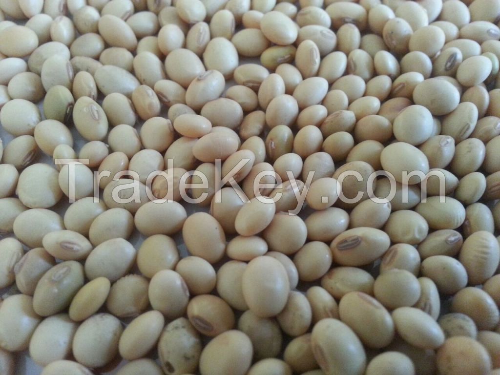 NON - GMO SOYBEANS FROM WEST AFRICA