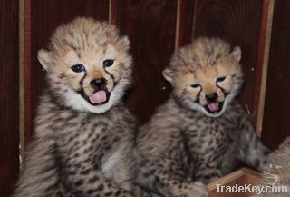 Cheetah Cubs, Cougar Cubs, Lion Cubs and Tigers Cubs For Sale