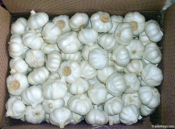 White Garlic