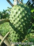 Soursop Fruit