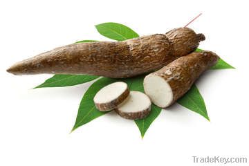 Cassava (manioc)