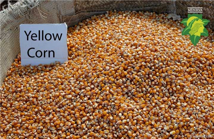 Maize | Maize Exporter | Corn Grain Seller | Maize Buyer | Bulk Maize Grain Importer | Corn bean Buyer | Corn bean Wholesaler | Corn Grain Manufacturer | Best Quality Corn Grain | Cheap Maize Supplier | Low Price Corn | Yellow Corn | White Cron | Baby Mai