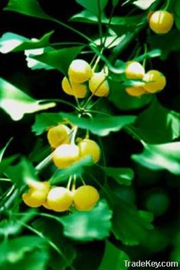 Ginkgo Biloba P.E