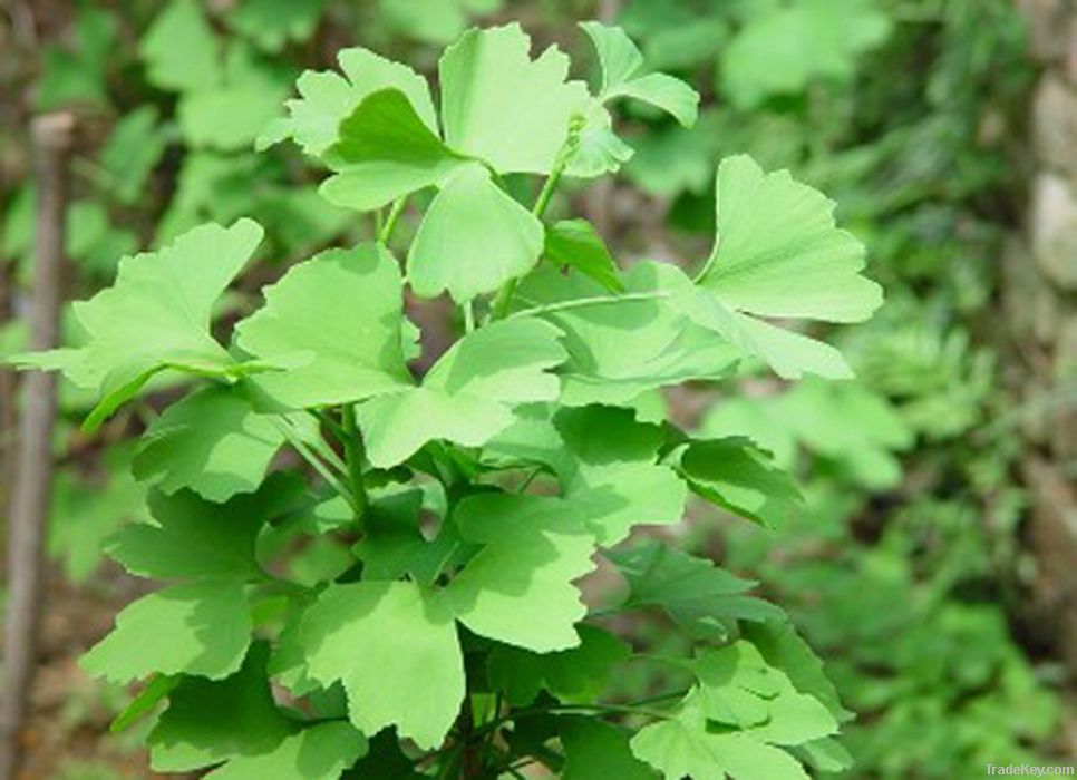 Ginkgo Biloba P.E