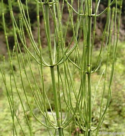 Horsetail Extract