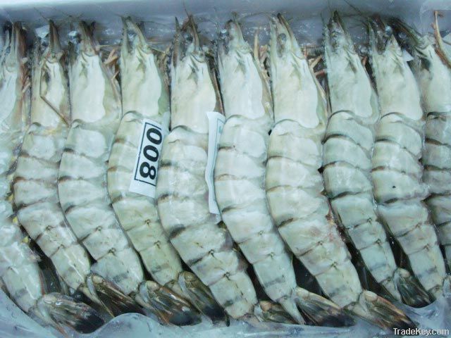 BLACK TIGER SHRIMP