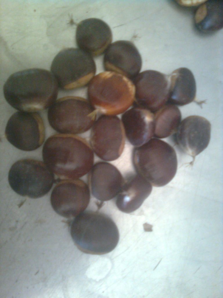  chestnuts