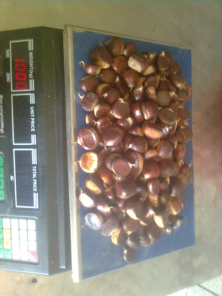  chestnuts