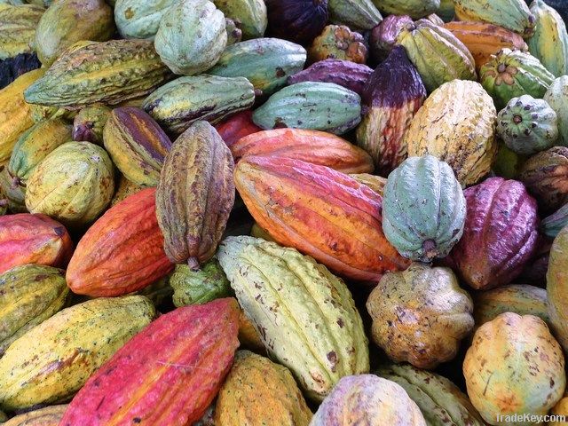 "BioKoko" Single-Origin Samoan Cocoa Beans