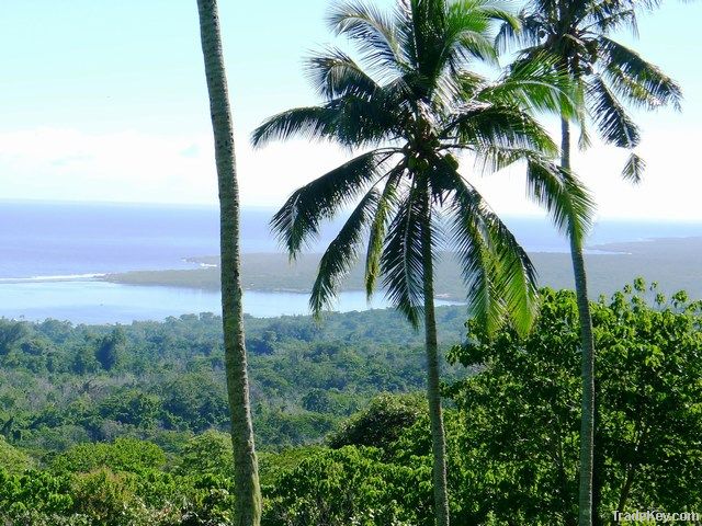 "BioKoko" Single-Origin Samoan Cocoa Beans