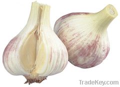 Garlicin Powder garlic 25%