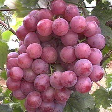 RED GLOBE GRAPES