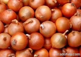 Egyptian onions 2012