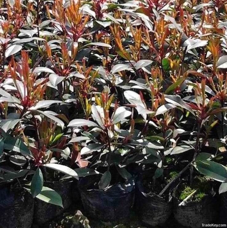 Photinia